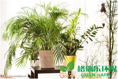 甲醛治理，甲醛污染，格瑞樂，武漢除甲醛，