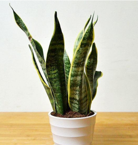 甲醛的克星是什么？