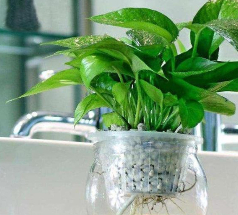 甲醛的克星是什么？