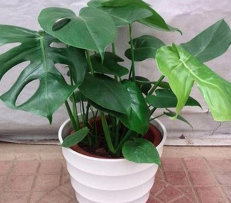 甲醛的克星是什么？